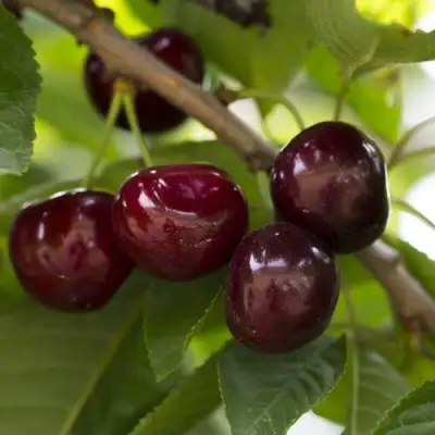 Вишня ЛАСУХА в Кобрине