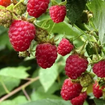 Малина ПРИМАРА в Кобрине