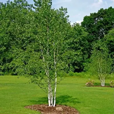 Береза бумажная в Кобрине