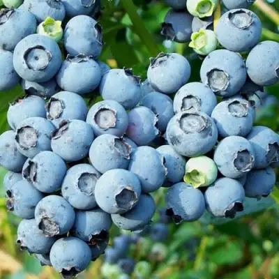 Голубика ПУРУ в Кобрине