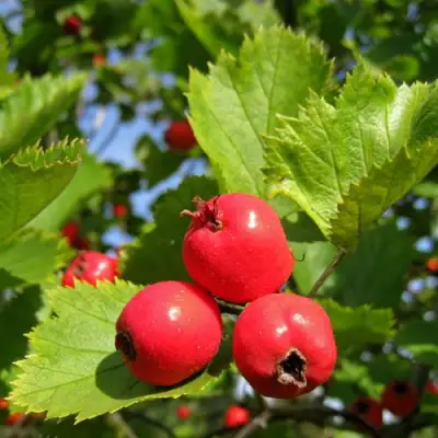 Боярышник МЯГКОВАТЫЙ в Кобрине