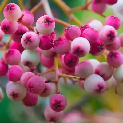 Рябина ПИНК сладкоплодная в Кобрине