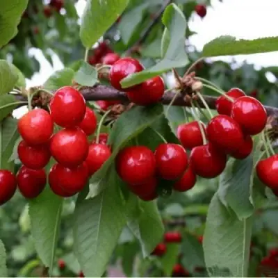 Черешня ДОНЕЦКАЯ КРАСАВИЦА в Кобрине