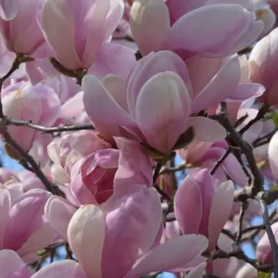 Магнолия ГАЛАКСИ в Кобрине