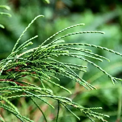 Туя ВИПКОРД складчатая в Кобрине