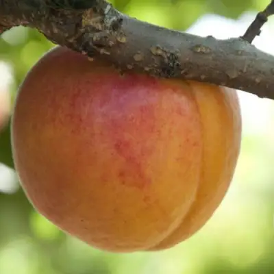  АПРИУМ в Кобрине