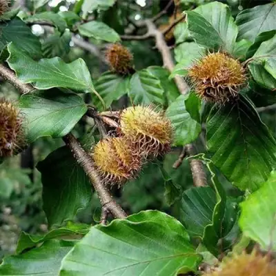 Бук обыкновенный в Кобрине