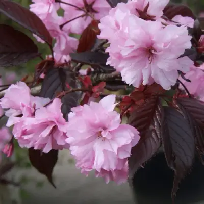 Сакура РОЯЛ БУРГУНДИ в Кобрине