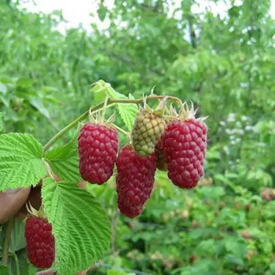 Малина ЛЯЧКА (ЛАШКА, ЛЯШКА) в Кобрине