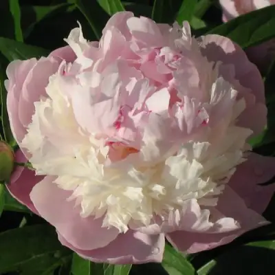 Пион ЩЕРБЕТ травянистый в Кобрине