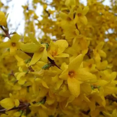 Форзиция ТАРАНДТ промежуточная в Кобрине