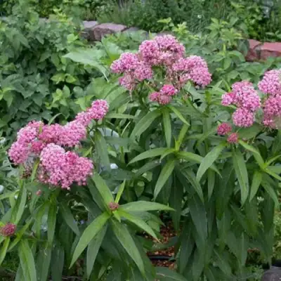 Ваточник МЯСО-КРАСНЫЙ в Кобрине