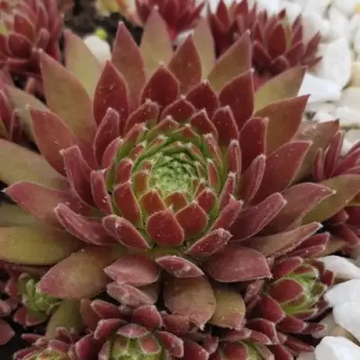 Молодило ЛЮФТШПРУНГ в Кобрине