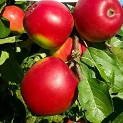 Яблоня РЕДФРИ в Кобрине