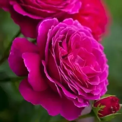 Роза МАЛИНОВЫЙ ЗВОН чайно-гибридная в Кобрине