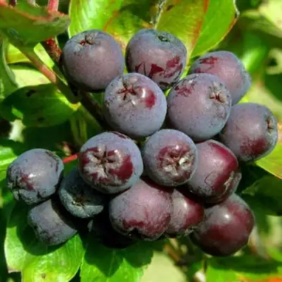 Рябина ЛИКЁРНАЯ сладкоплодная в Кобрине