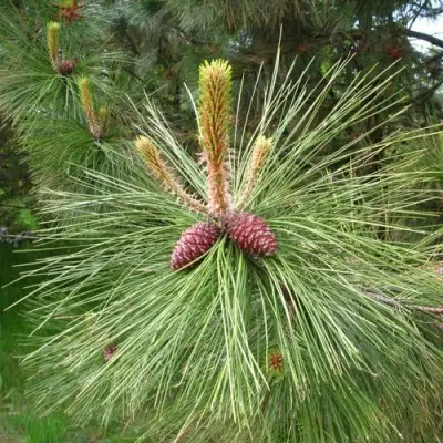 Сосна желтая  в Кобрине