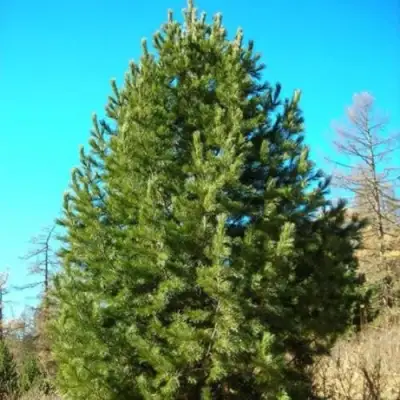 Сосна кедровая сибирская в Кобрине