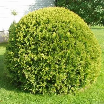 Туя ДАНИКА АУРЕА западная в Кобрине