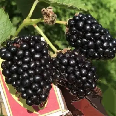 Ежевика ПРАЙМ АРК 45 ремонтантная   в Кобрине