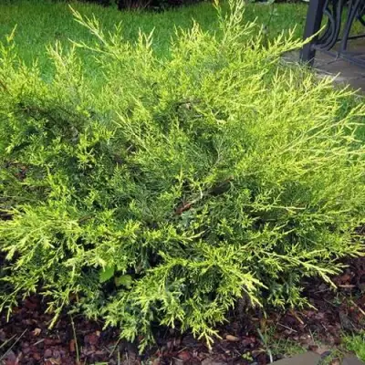 Можжевельник КУРИВАО ГОЛД китайский в Кобрине