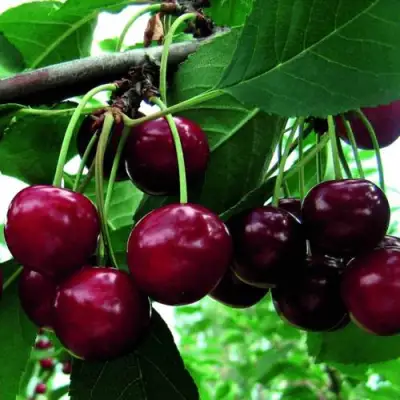 Дюк ЖИВИЦА (ЧЕРЕВИШНЯ) в Кобрине