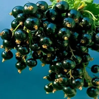 Смородина чёрная ИЗЮМНАЯ в Кобрине