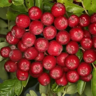 Рябина РУБИНОВАЯ сладкоплодная в Кобрине