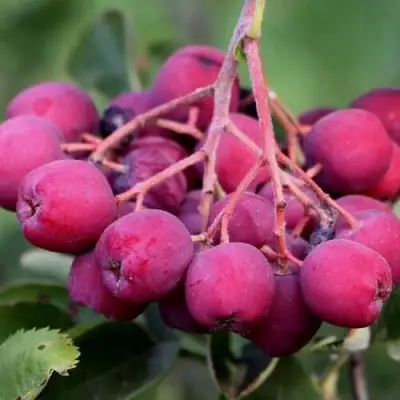 Рябина ДЕСЕРТНАЯ МИЧУРИНА сладкоплодная в Кобрине