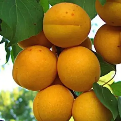 Абрикос ОНТАРИО в Кобрине