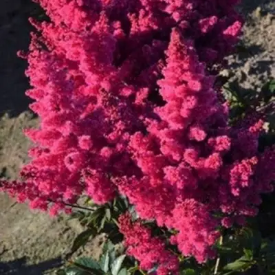 Астильба ЛАКИ ДЕЙ Арендса в Кобрине