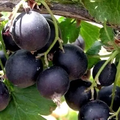 ЙОШТА в Кобрине