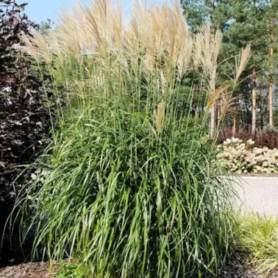 Мискантус ВАНИЛЛА СКАЙ китайский в Кобрине