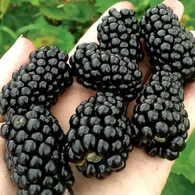 Ежевика ПРАЙМ АРК ФРИДОМ ремонтантная  в Кобрине