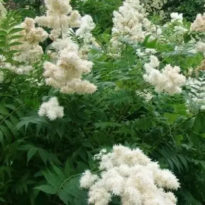 Рябинник рябинолистный в Кобрине