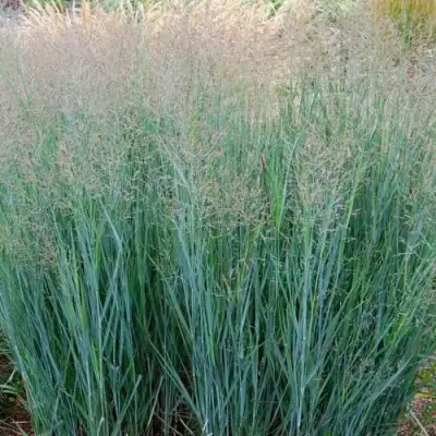 Просо ХЭВИ МЕТАЛЛ в Кобрине