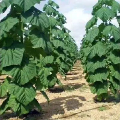 Павловния ПАО ТОГН Z07 в Кобрине