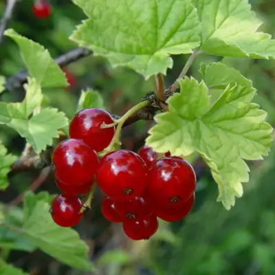 Смородина альпийская ШМИДТ в Кобрине