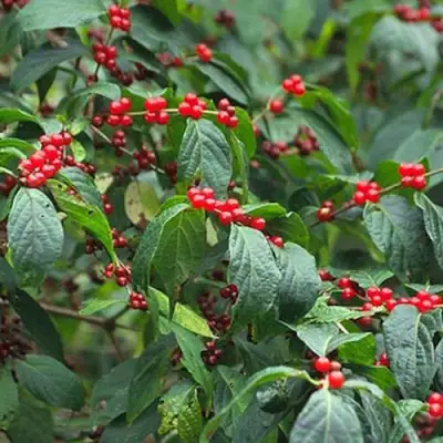 Жимолость МААКА в Кобрине