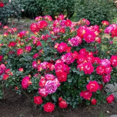 Роза БРЕРА флорибунда в Кобрине