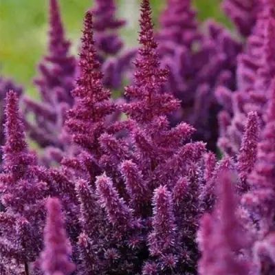 Астильба ПЕПЛ РЕЙН гибридная в Кобрине