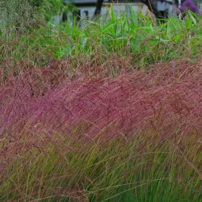 Овсянница АМЕТИСТОВАЯ в Кобрине