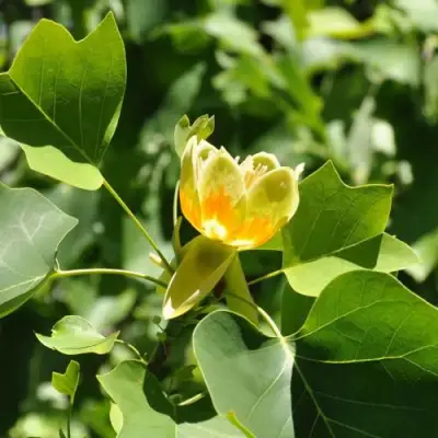 ЛИРИОДЕНДРОН тюльпанный в Кобрине