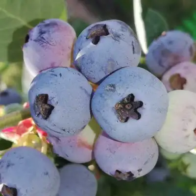 Голубика ХАРРИСОН в Кобрине