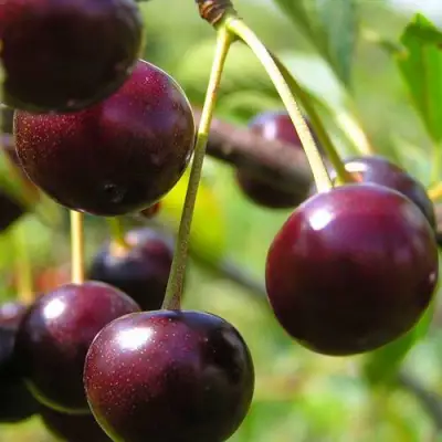 Вишня ЛИВЕНСКАЯ в Кобрине