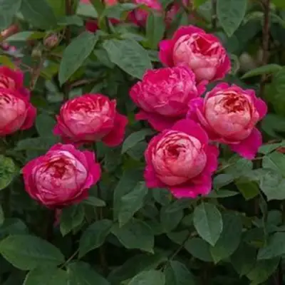 Роза БЕНДЖАМИН БРИТТЕН шраб в Кобрине