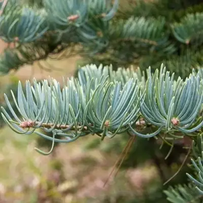 Пихта КОНКОЛОР в Кобрине