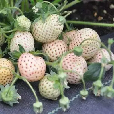 Клубника АНАНАСА ремонтантная в Кобрине