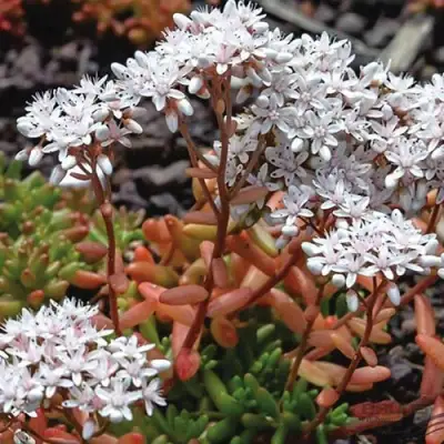 Очиток (седум) КОРАЛ КАРПЕТ белый в Кобрине