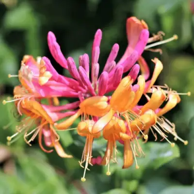 Жимолость ГЕКРОТА в Кобрине